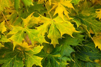 Acer platanoides 'Dissectum' - javor mléčný - list podzim